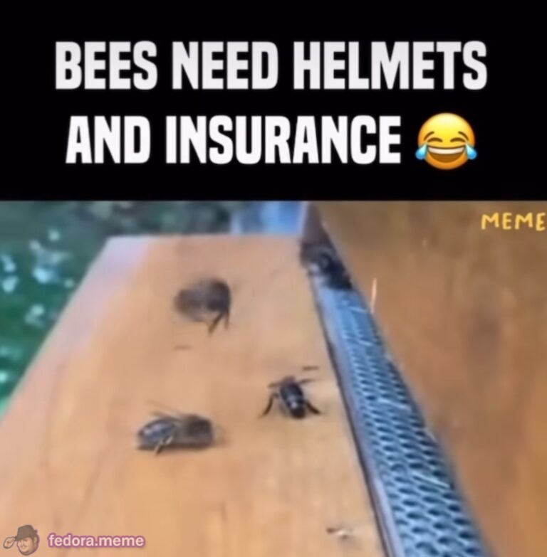 Bees need helmets and insurance