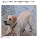 When you’re trying to leave by your dog does this..