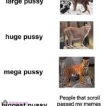 The biggest 🐈 of them all goes to..