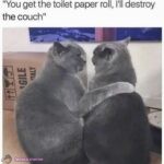 House Cats
