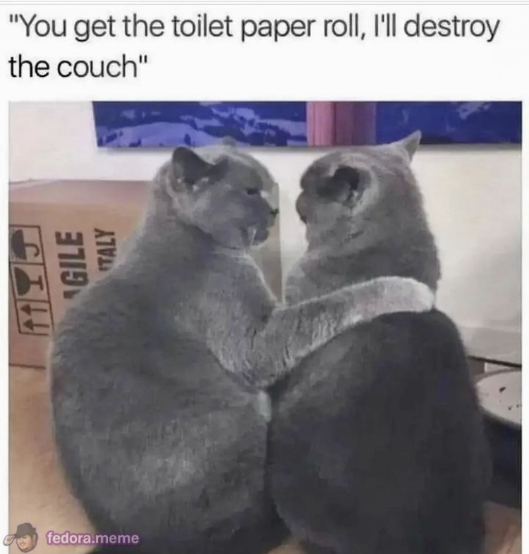 House Cats
